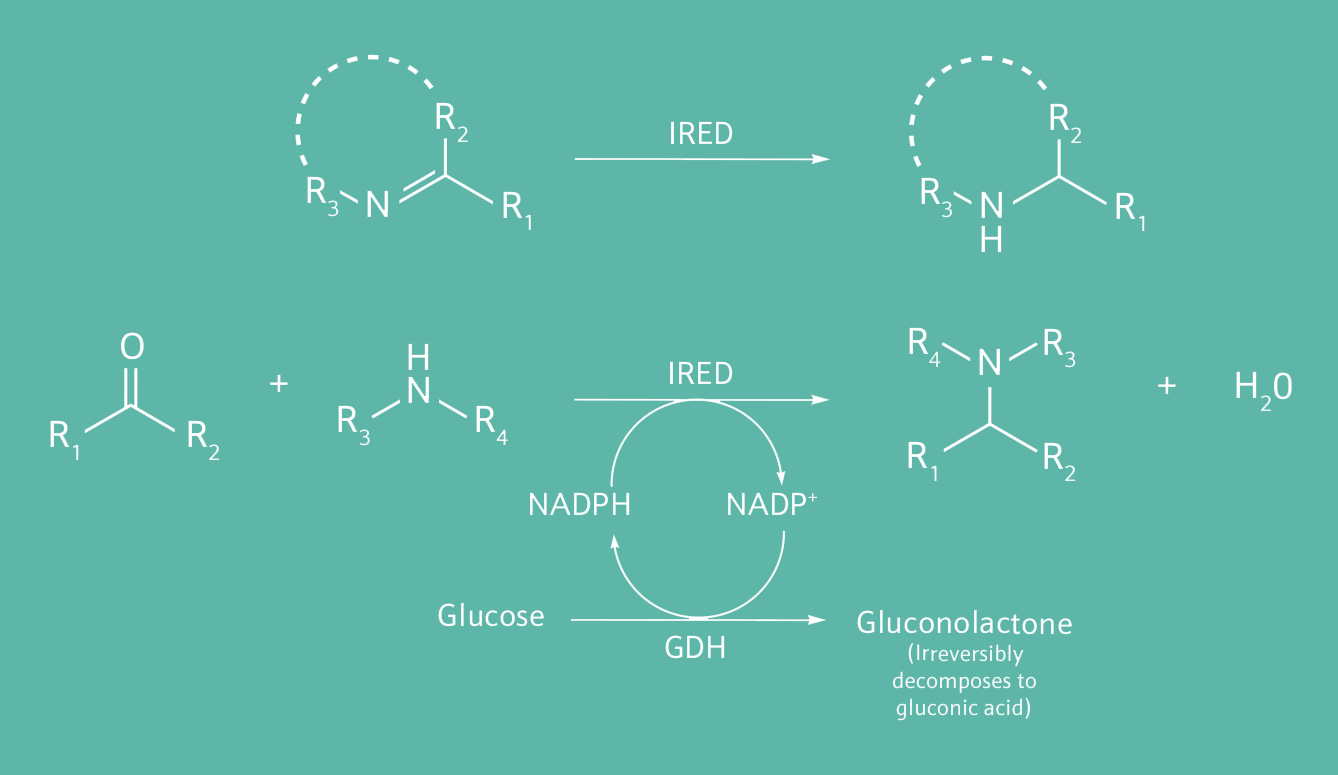 IREDs enzyme