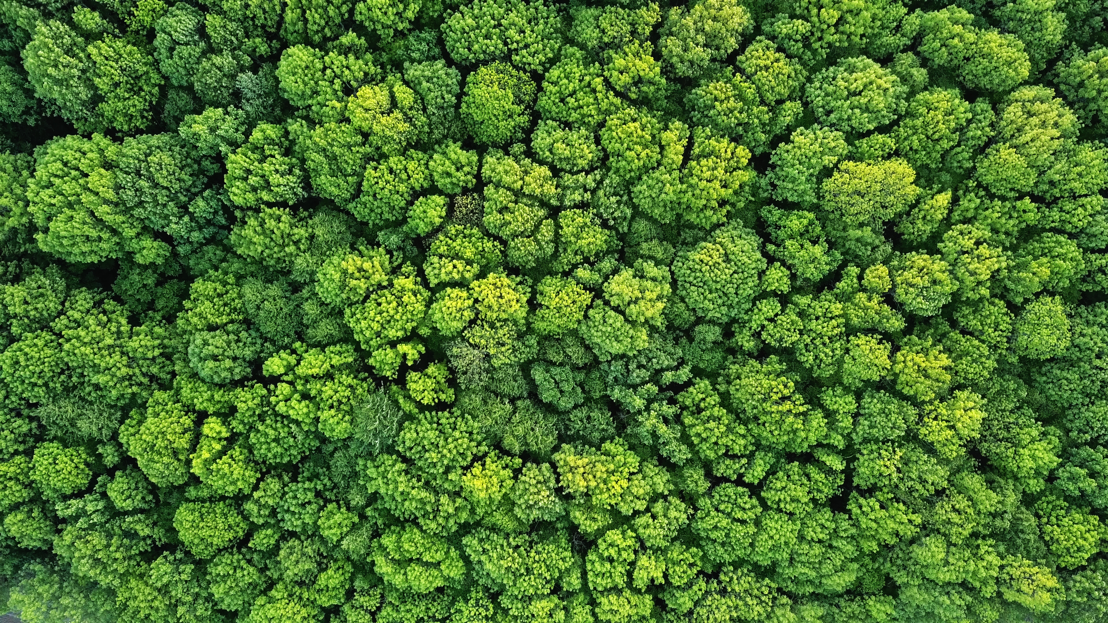 Green forest aerial view