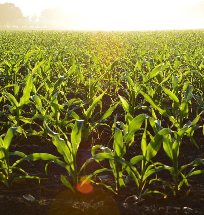 Fertilised crop field with ammonia