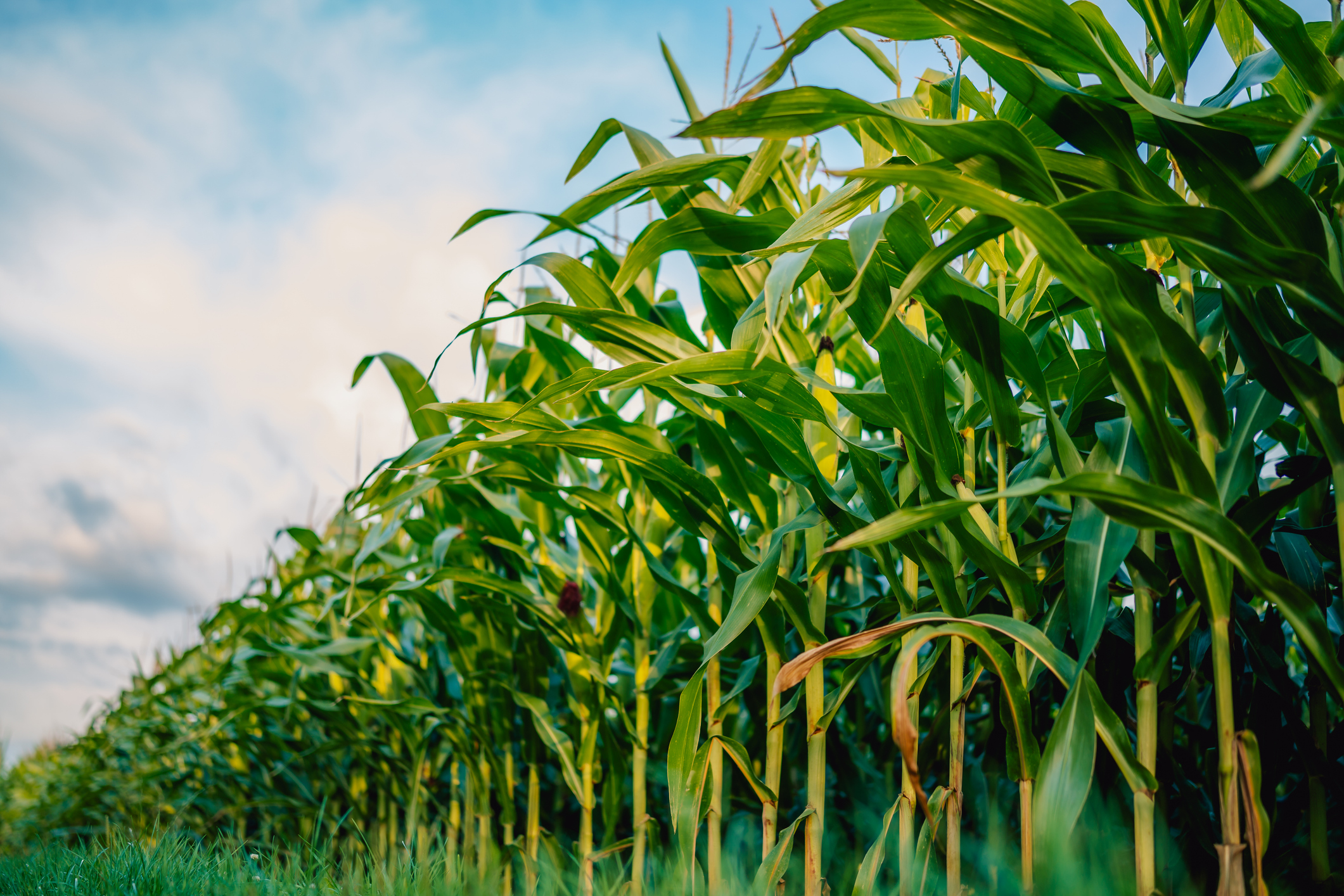 Corn