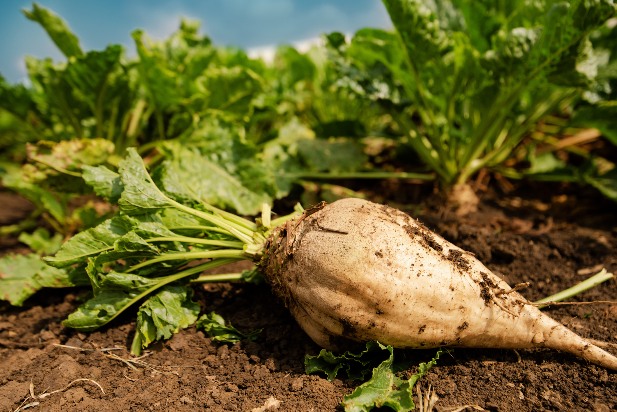 Sugar Beet