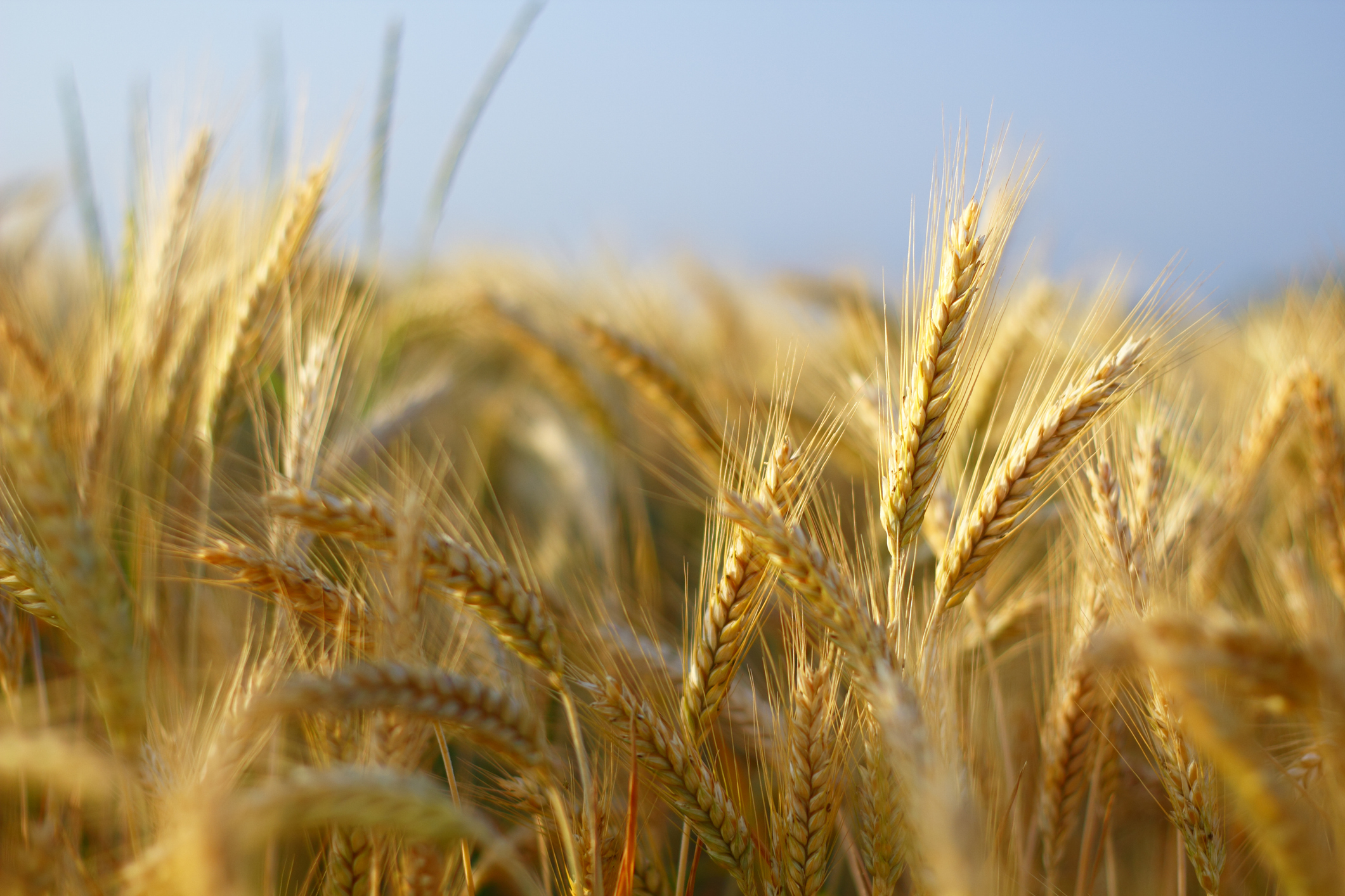 Wheat